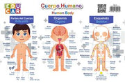Lámina cuerpo humano