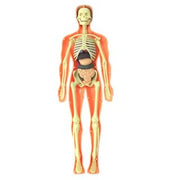 Cuerpo humano 3D
