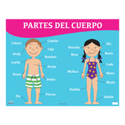 Partes del cuerpo